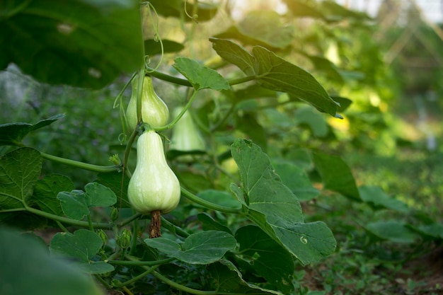 Butternut squash of Cucurbita moschata groeit aan de boom