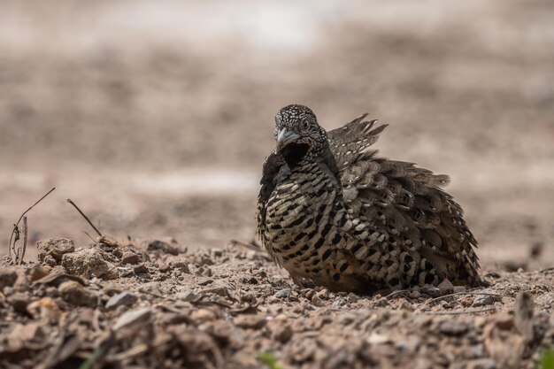 Foto buttonquail met balk op de grond dierportret