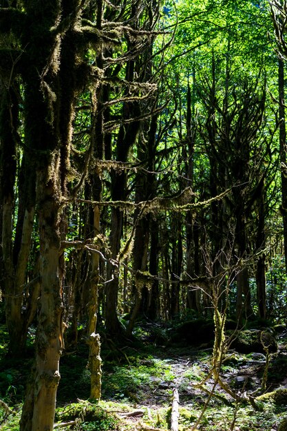 Buxus bos. Rize - Turkije