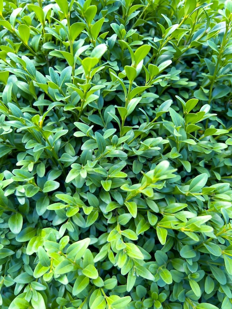 Buxus naadloze achtergrondpatroon Natuurlijke groene textuur van buxus Buxus sempervirens