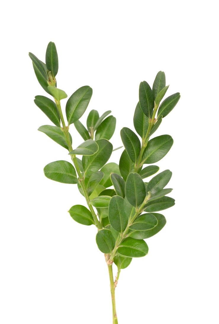 Foto buxus tak geïsoleerd op wit