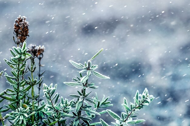 Buxustak met bladeren tijdens sneeuwval, de winterachtergrond