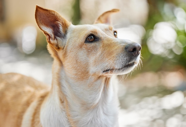 犬を買う、幸せを買う。庭の外で愛らしい犬のトリミングされたショット。