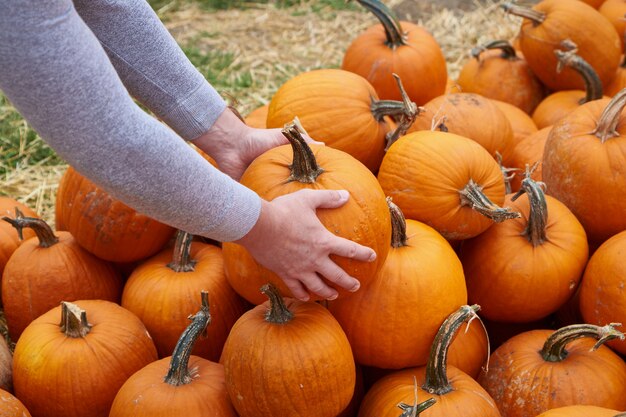 Il compratore sceglie una zucca nel mercato primo piano