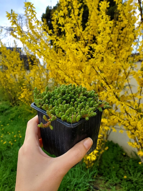 新しい鉢植えの多肉植物を購入 植物を手に持つ女性 常緑のゴールドモス マンネングサ セダムエーカー