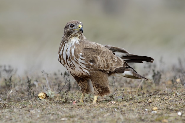 a Buzzard bird perched on the ground in the field