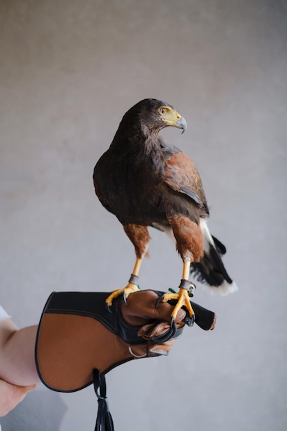 Uccello dell'aquila della poiana sopra il muro