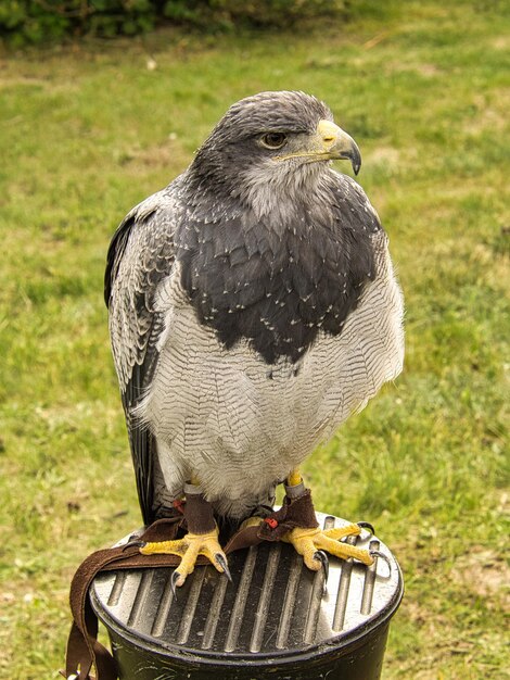 A buzzard from the flight show in saarburg