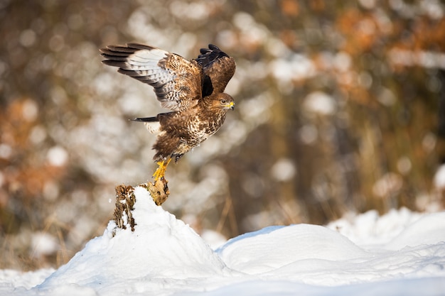 Buzzard taking of from a tree stump covered with snow in winter nature