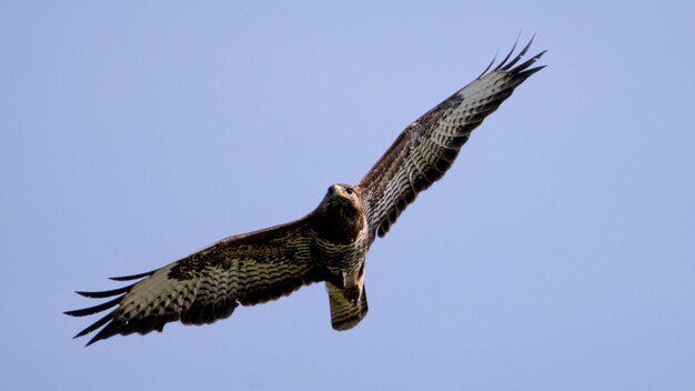 buzzard