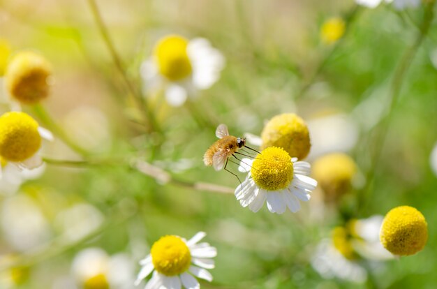 Buzzed fluffy fly on Chamomile flower