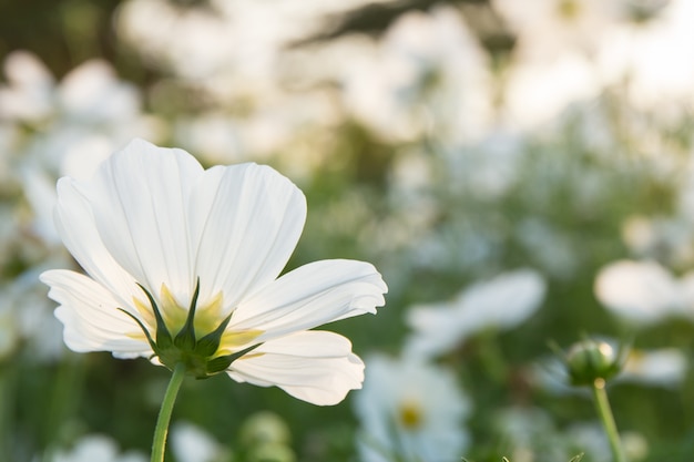 C.sulphureus Cav. or Sulfur Cosmos, flower in garden