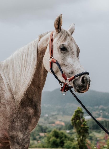 Foto cavallos de raza pura fotografa de retrato animale