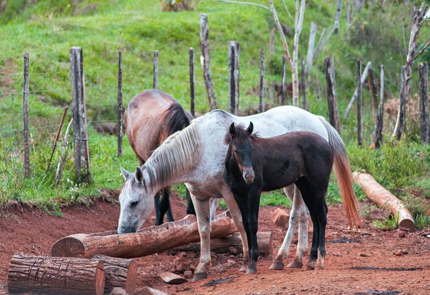 Photo caballos en campo tomando agua