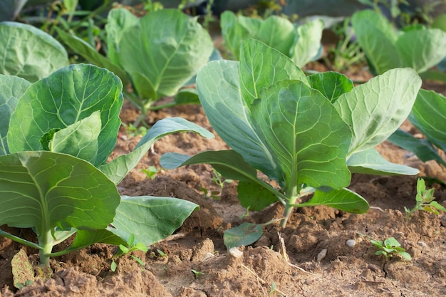 cabbage in the agricultural field