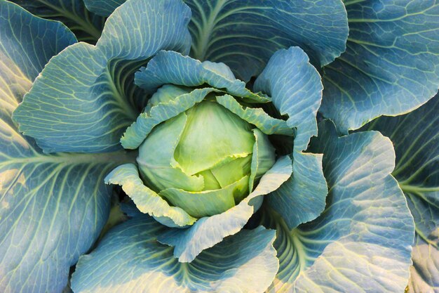 The cabbage on the bed grows close up