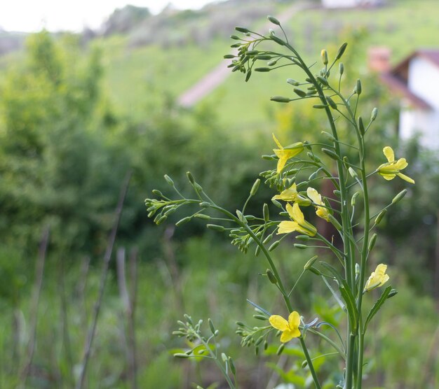 Cabbage in bloom beautiful tiny yellow flowers