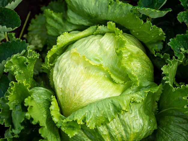 A cabbage bob on a bed Natural Farming Growing vegetables the harvest