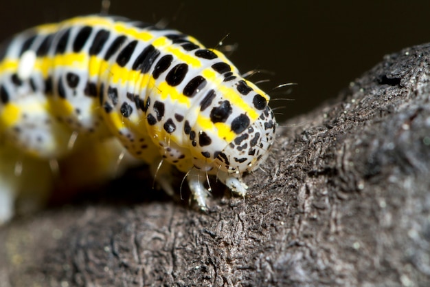 Cabbage caterpillar