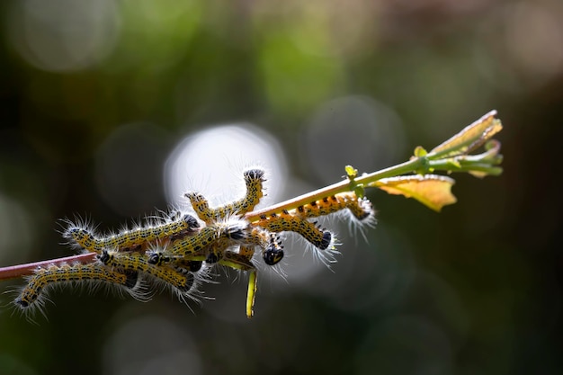 배경에 이슬방울이 있는 나뭇가지에 있는 양배추 애벌레