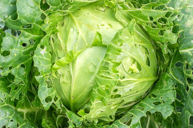 Cabbage damaged by insects pests close-up. 