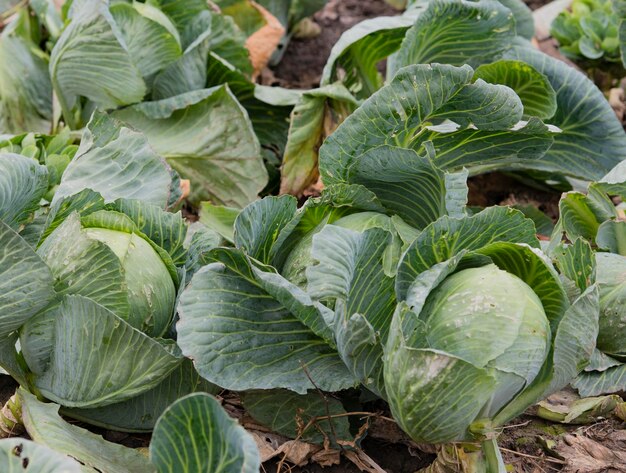 Photo cabbage farm