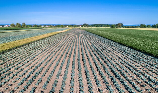 Photo a cabbage field in bas-rhin - alsace, france