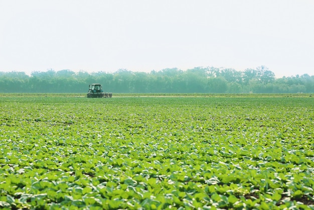 Cabbage field with tractor