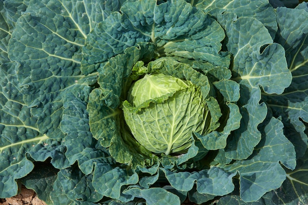 Cabbage field with vegetable detail