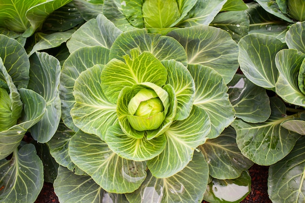 Cabbage field