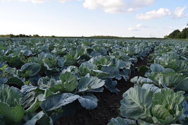 Cabbage field