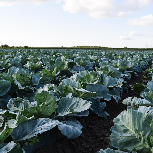 Cabbage field