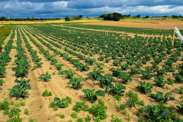 Cabbage fields