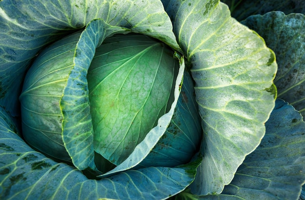 Cabbage fruit on the bed View from above