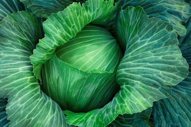 Photo cabbage fruit on the bed view from above