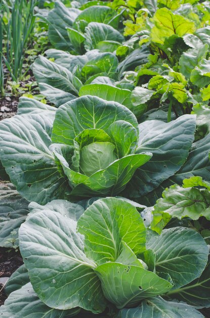 Cabbage in the garden closeup