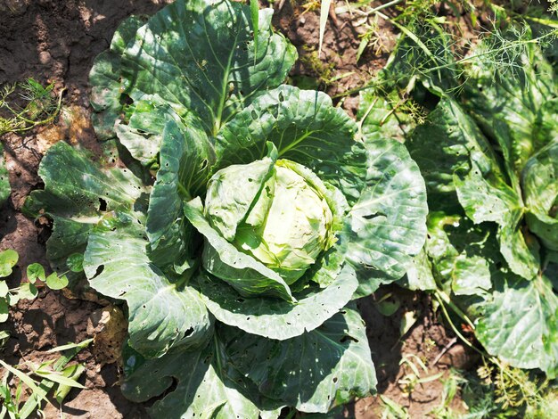 Photo cabbage in garden in summer day