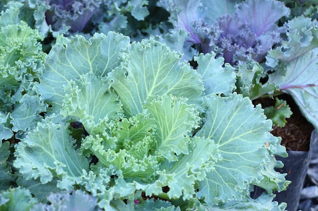 Cabbage garden in tropical