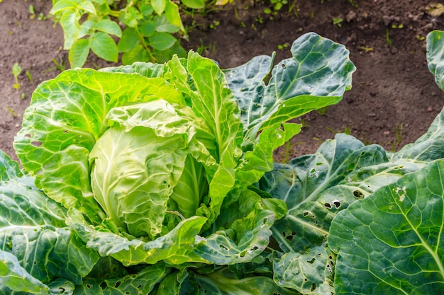 Cabbage in the garden . Vegetables in the garden. Home harvest. Non-GMO vegetables.