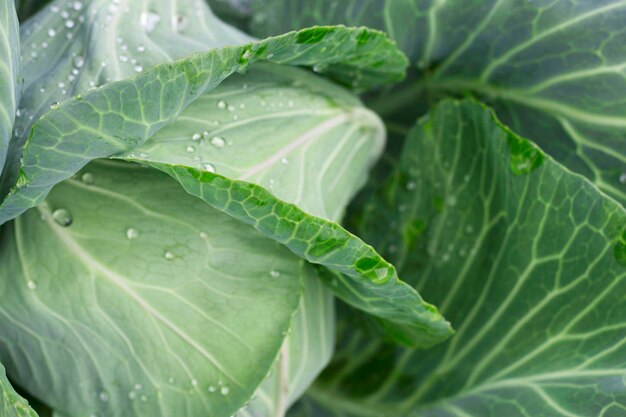 cabbage in the garden with drops after raining