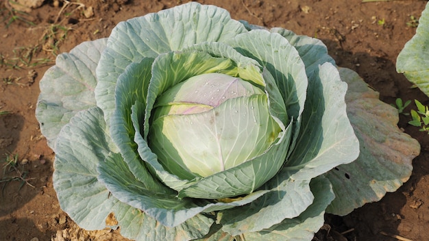 cabbage in the garden