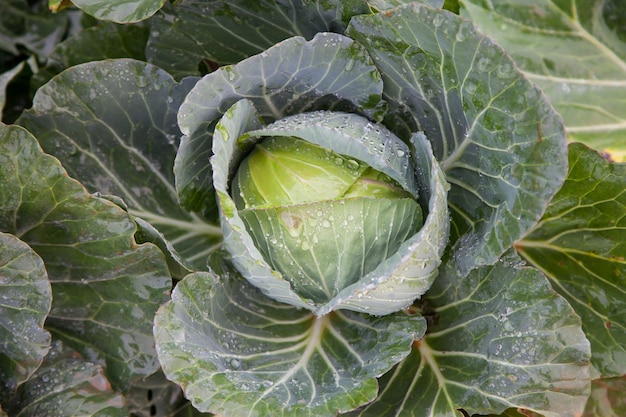 Cabbage in the garden.