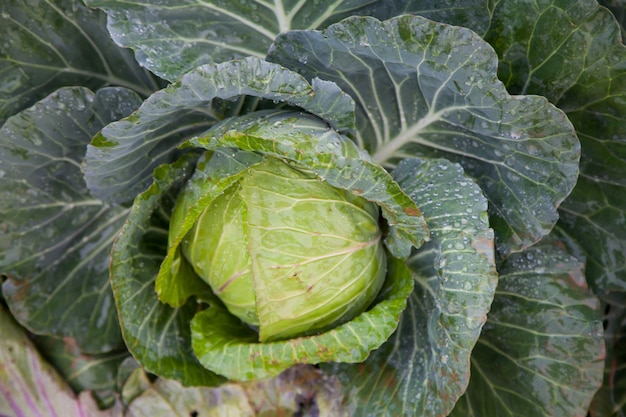 Cabbage in the garden.