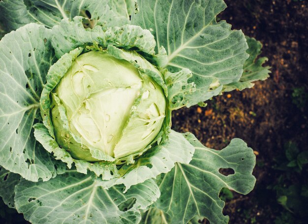 Cabbage in the garden