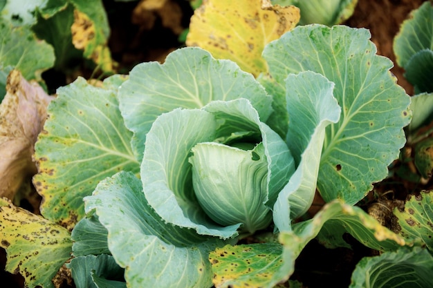 Photo cabbage on ground with top view