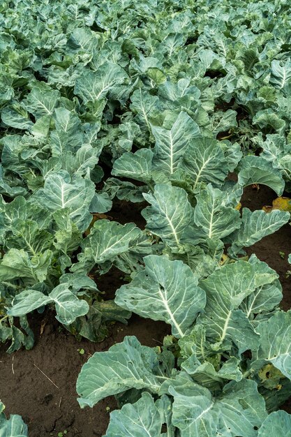 Cabbage grow in the fields