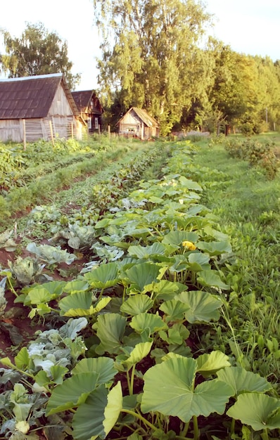 Cabbage growing in the field