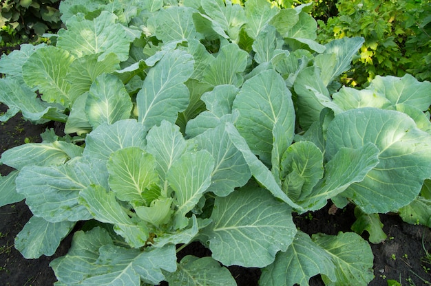 Cabbage growing in vegetable garden