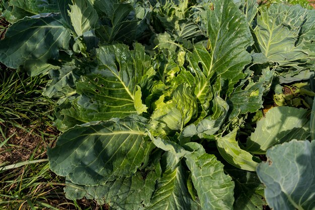 Cabbage or headed cabbage in a permaculture garden brassica oleracea