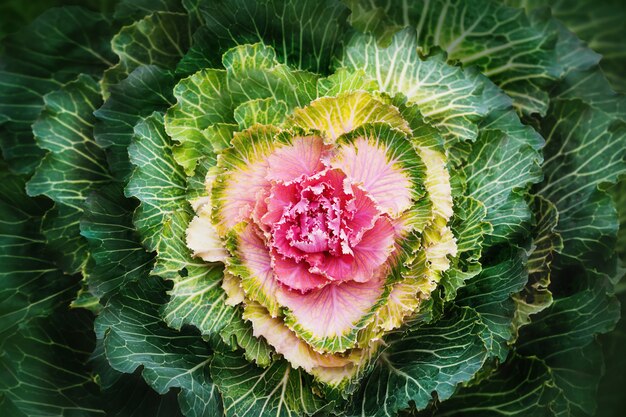 キャベツの心の花。ケール野菜の飾り